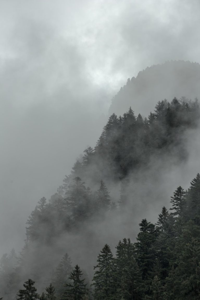 a mountain covered in fog with trees on the side