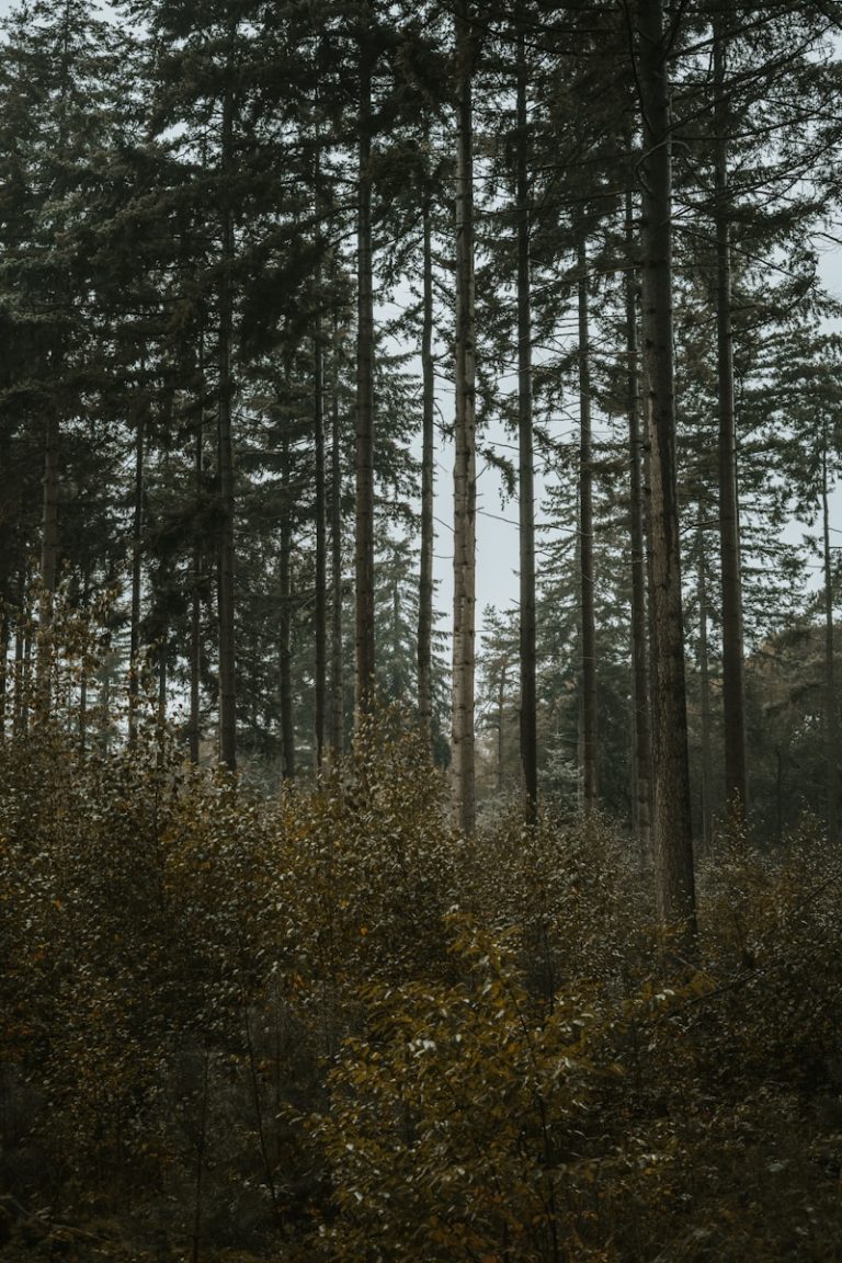 green and brown trees during daytime